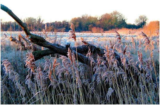 A frosty morning in New Romney