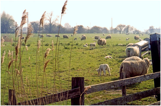 Newly born Easter lambs
