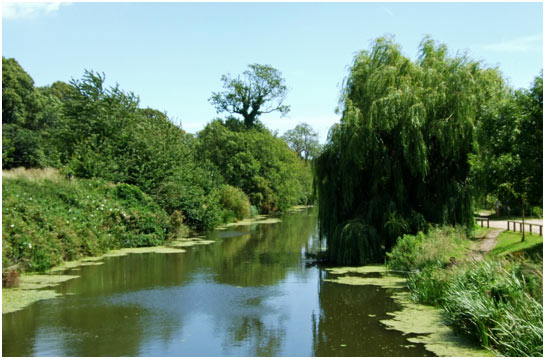 The Military Canal in July