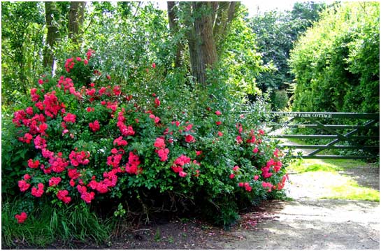 Wild dog roses near Newchurch
