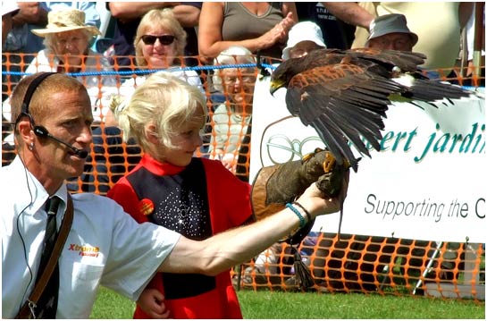 Wild Bird Display at The Country Fayre, New Romney