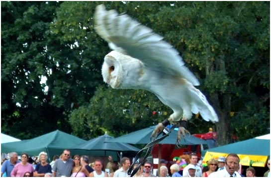A barn owl in flight