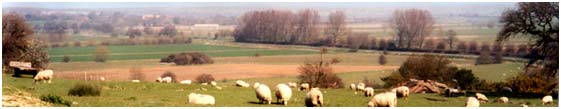 View of the marsh from the Isle of Oxney