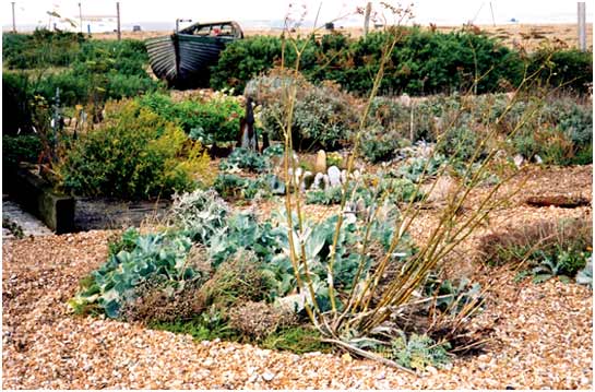 The Shingle Beach at Dungeness