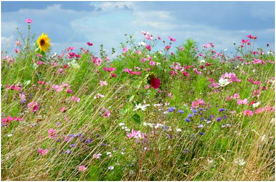 Flowers in a field at Norwood