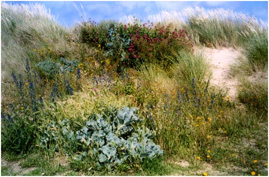 The Dunes at Greatstone