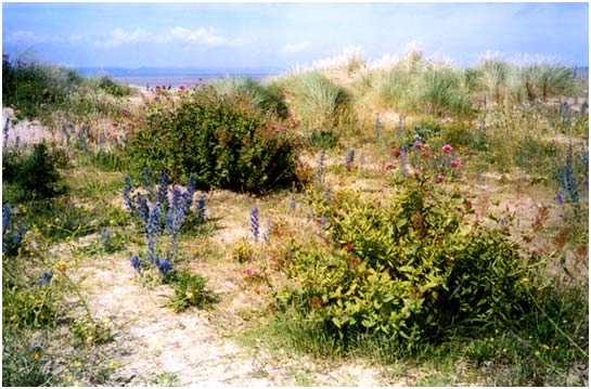 The Dunes at Greatstone