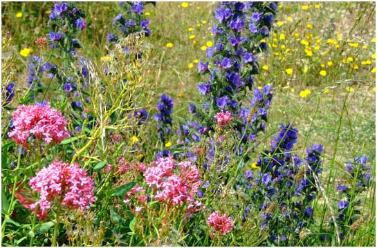 Flowers on the dunes at Greatstone in June