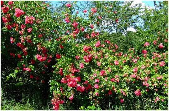 Wild Dog Roses in July