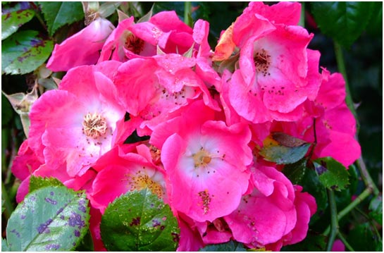 The beautiful colour of wild dog roses