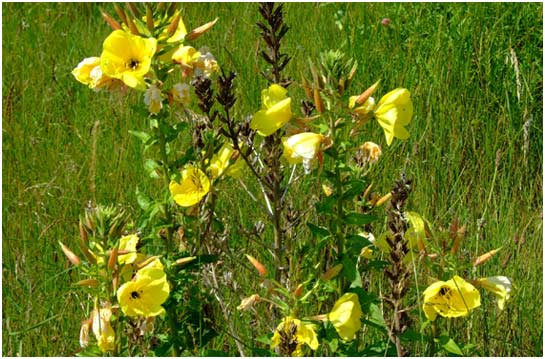 Evening Primroses on the Dunes at Greatstone