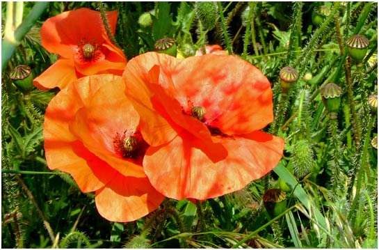 Poppies in July