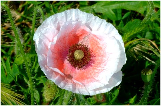 An unusual White Poppy