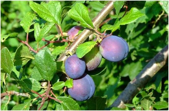 Wild Damsons in August on Appledore Heath