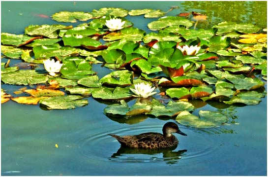 Water Lillies in August